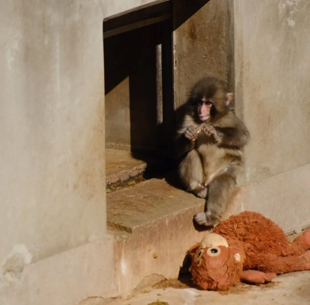 Punch sitting with Ora Mama